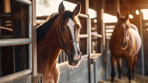 Elevating Equine Biosecurity: Safeguarding Our Beloved Horses
